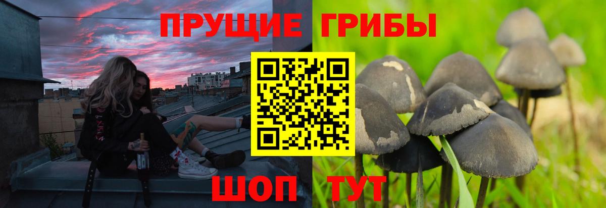 Псилоцибиновые грибы прущие грибы Серов